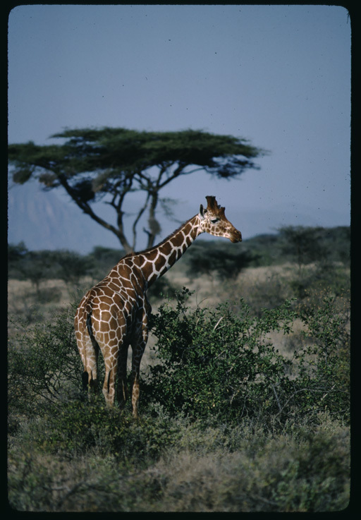 Plancia ëd Giraffa camelopardalis (Linnaeus 1758)