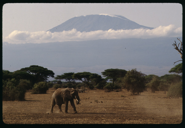 Image of African bush elephant