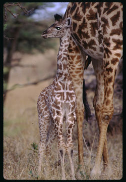 Plancia ëd <i>Giraffa camelopardalis tippelskirchi</i>