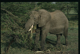 Image of African bush elephant