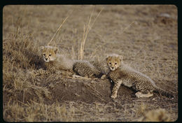 Image of cheetah