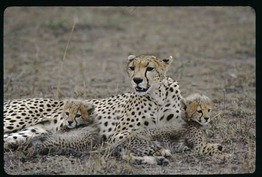 Image of cheetah