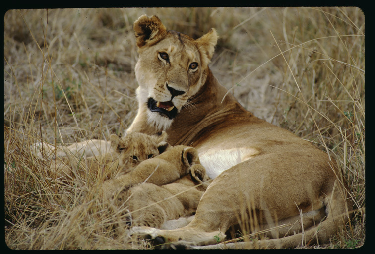 Image of African Lion