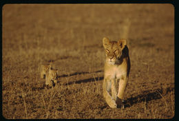 Image of African Lion