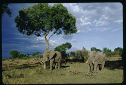 Image of African bush elephant