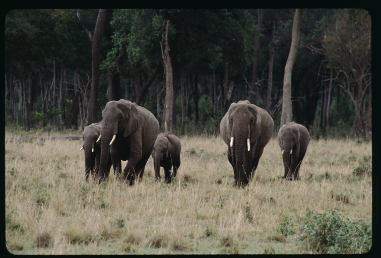 Image of African bush elephant