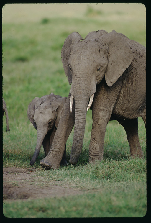 Image of African bush elephant