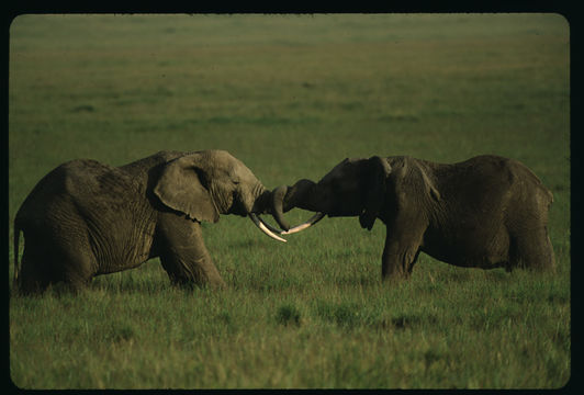 Image of African bush elephant