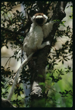 Image of Verreaux's Sifaka