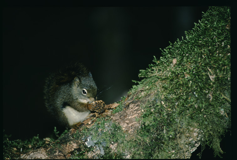 Image of American Red Sqirrel