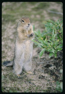 Image of Arctic ground squirrel