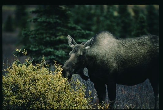 Image of North American Elk