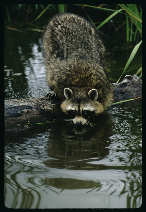 Image of Northern Raccoon