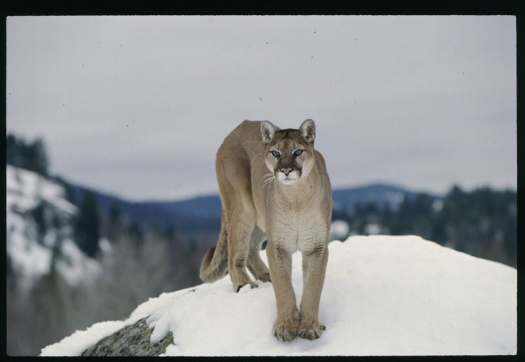 Image of Cougar