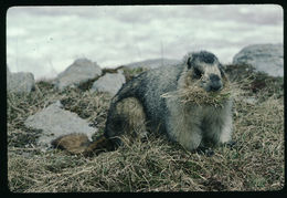 Image of Hoary Marmot