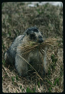 Image of Hoary Marmot