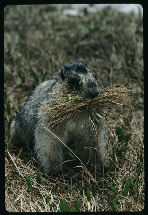 Image of Hoary Marmot