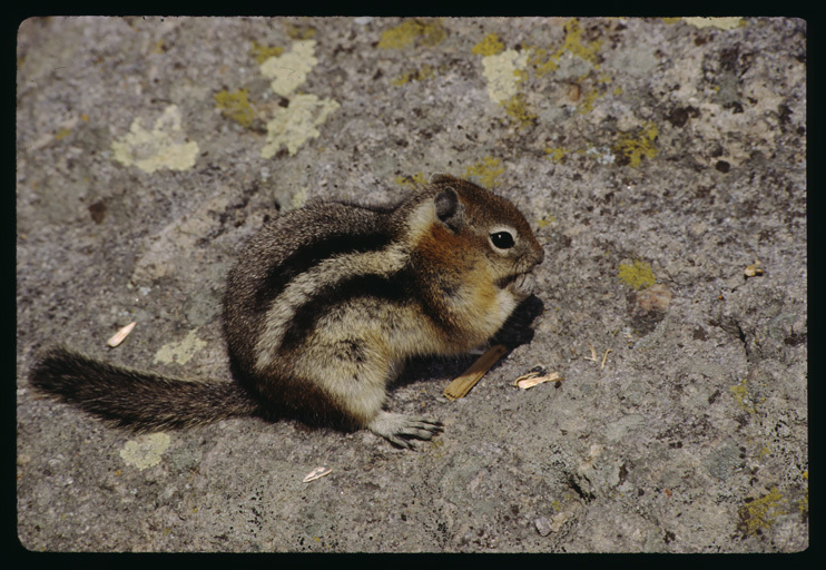 Image of golden-mantled ground squirrel