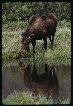 Image of North American Elk