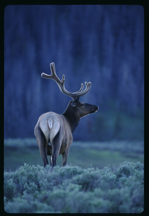 Image of <i>Cervus canadensis</i>