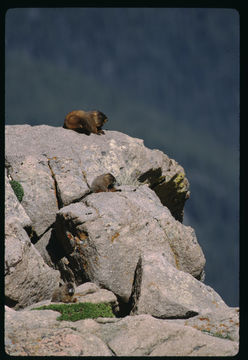 Image of Yellow-bellied Marmot