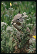 Image of California ground squirrel