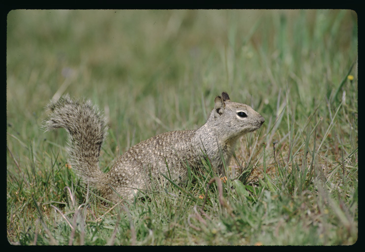 Image of California ground squirrel