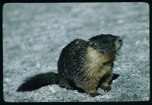 Image of Yellow-bellied Marmot