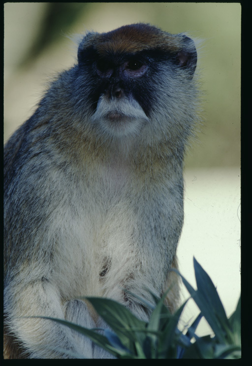 Image of patas monkey