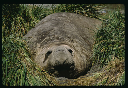 Image of South Atlantic Elephant-seal