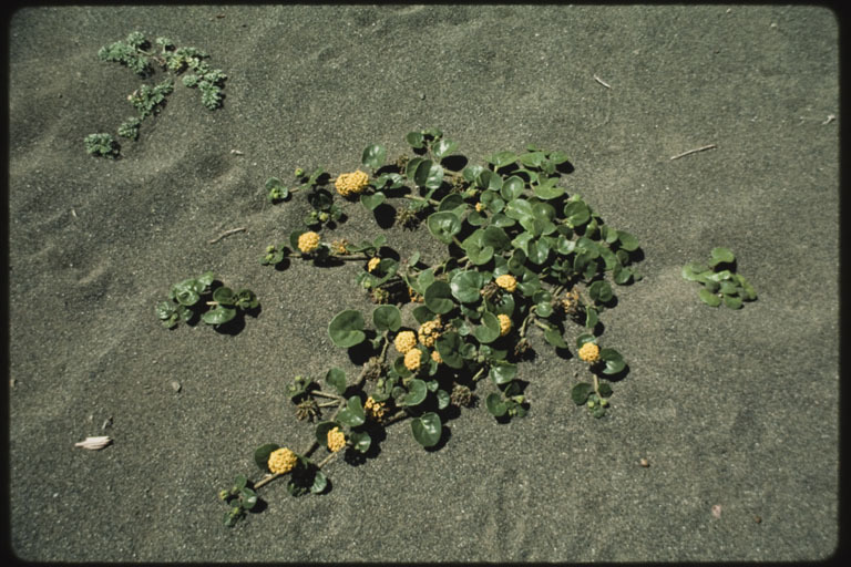 Image of coastal sand verbena