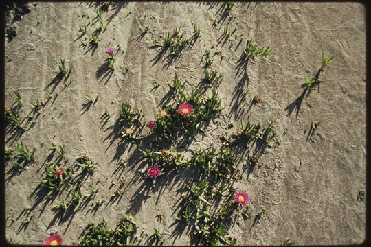 Image of ice plant