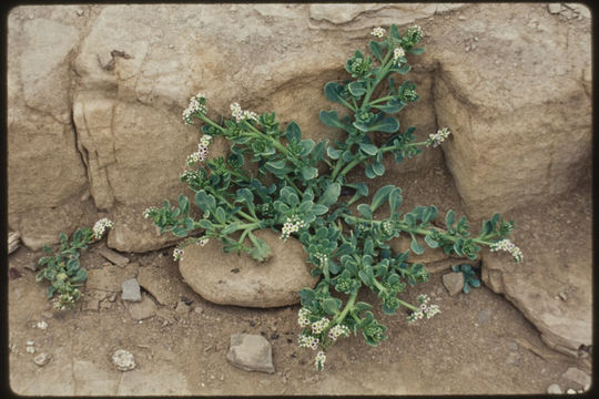 Image of salt heliotrope