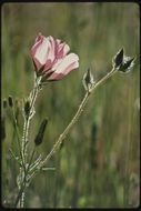 Image of valley checkerbloom