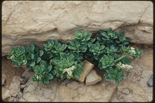 Image of salt heliotrope