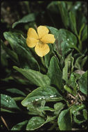 Image of Nuttall's violet