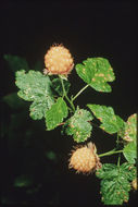 Image de Rubus spectabilis Pursh