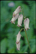 Image of Pacific bleeding heart