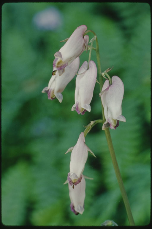 Image of Pacific bleeding heart