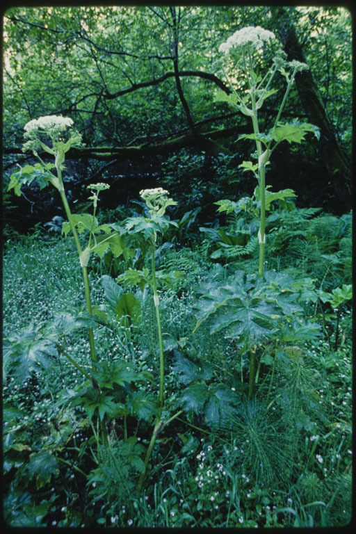 Plancia ëd Heracleum sphondylium subsp. montanum (Schleicher ex Gaudin) Briq.