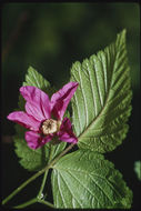 Image de Rubus spectabilis Pursh