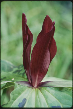 Imagem de Trillium angustipetalum (Torr.) J. D. Freeman