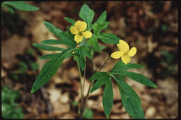 Image of pine violet