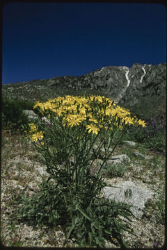 Image of largeflower hawksbeard