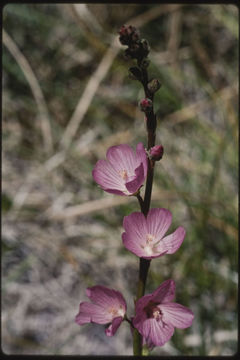 Image of Owens Valley sidalcea