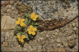 Image of yellowray Fremont's-gold