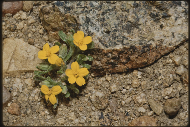 Image of yellowray Fremont's-gold