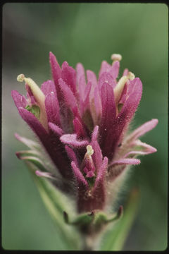 Image of Lemmon's Indian paintbrush