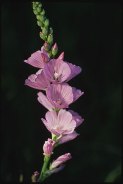 Image of Owens Valley sidalcea