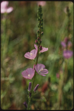 Image of Owens Valley sidalcea